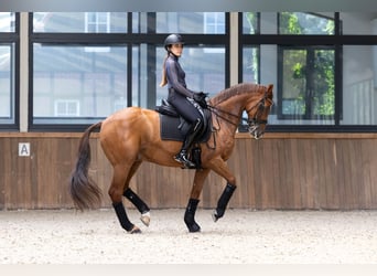 KWPN, Gelding, 15 years, 16.1 hh, Chestnut-Red