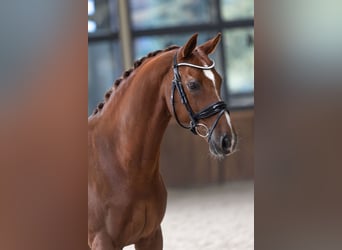 KWPN, Gelding, 15 years, 16.1 hh, Chestnut-Red