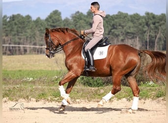 KWPN, Gelding, 15 years, 16.1 hh, Chestnut-Red