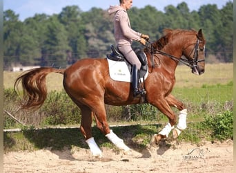 KWPN, Gelding, 15 years, 16.1 hh, Chestnut-Red