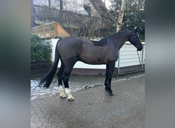 KWPN, Gelding, 15 years, 16,2 hh, Bay-Dark