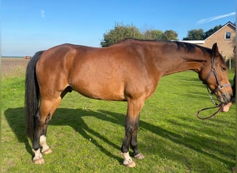 KWPN, Gelding, 15 years, 16.2 hh, Brown