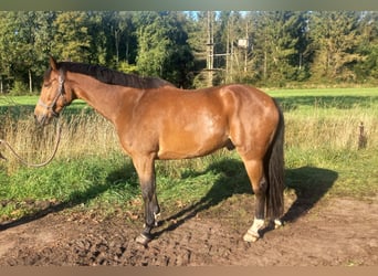KWPN, Gelding, 15 years, 16.2 hh, Brown