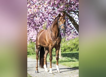 KWPN, Gelding, 15 years, 16,2 hh, Chestnut-Red