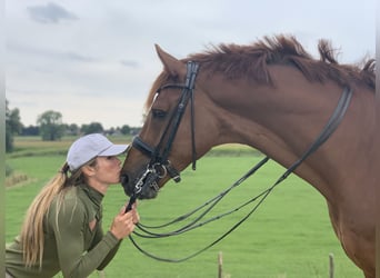 KWPN, Gelding, 15 years, 16,2 hh, Chestnut-Red