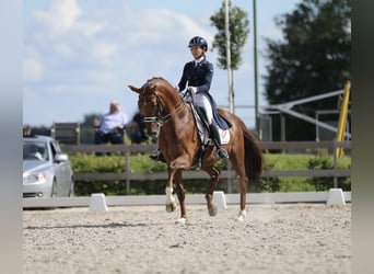 KWPN, Gelding, 15 years, 16,2 hh, Chestnut-Red