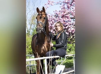 KWPN, Gelding, 15 years, 16,2 hh, Chestnut-Red