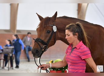 KWPN, Gelding, 15 years, 16,2 hh, Chestnut-Red