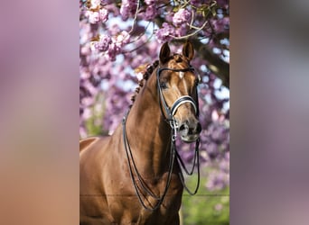 KWPN, Gelding, 15 years, 16,2 hh, Chestnut-Red