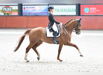 KWPN, Gelding, 15 years, 16,2 hh, Chestnut-Red