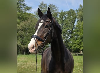 KWPN, Gelding, 15 years, 16.3 hh, Smoky-Black