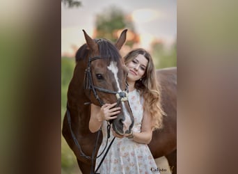 KWPN, Gelding, 15 years, 16 hh, Bay-Dark