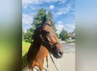 KWPN, Gelding, 15 years, 16,1 hh, Brown