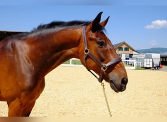 KWPN, Gelding, 15 years, 16,1 hh, Brown