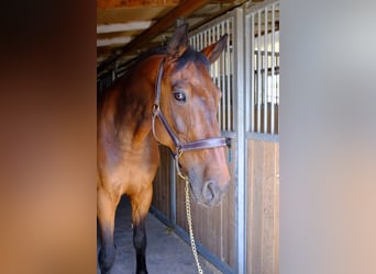 KWPN, Gelding, 15 years, 16,1 hh, Brown