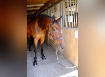 KWPN, Gelding, 15 years, 16,1 hh, Brown
