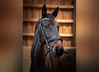 KWPN, Gelding, 15 years, 17 hh, Bay