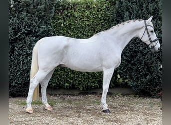 KWPN, Gelding, 15 years, 17 hh, Gray-Fleabitten