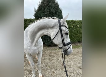 KWPN, Gelding, 15 years, 17 hh, Gray-Fleabitten