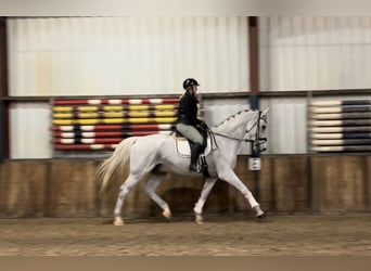 KWPN, Gelding, 15 years, 17 hh, Gray-Fleabitten