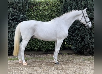 KWPN, Gelding, 15 years, 17 hh, Gray-Fleabitten