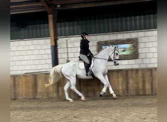 KWPN, Gelding, 15 years, 17 hh, Gray-Fleabitten