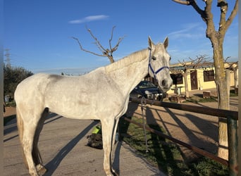 KWPN, Gelding, 15 years, 17 hh, Gray