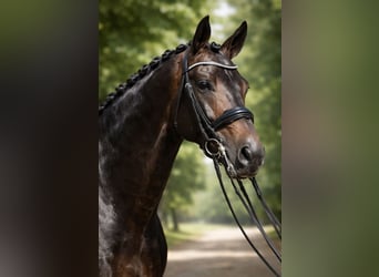 KWPN, Gelding, 15 years, 18 hh, Bay-Dark