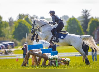KWPN, Gelding, 16 years, 15,3 hh, Grey