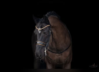 KWPN, Gelding, 16 years, 16,1 hh, Black