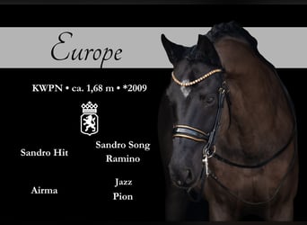 KWPN, Gelding, 16 years, 16,1 hh, Black