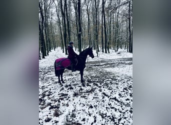 KWPN, Gelding, 16 years, 16,1 hh, Black