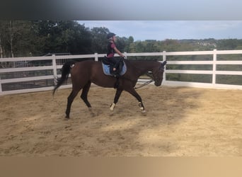 KWPN, Gelding, 16 years, 16.1 hh, Brown