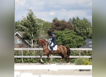 KWPN, Gelding, 16 years, 16.2 hh, Chestnut-Red