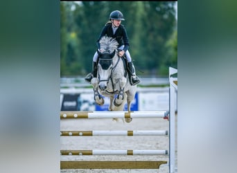 KWPN, Gelding, 16 years, 16,2 hh, Gray