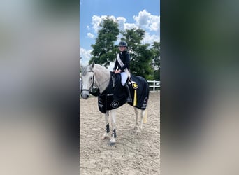 KWPN, Gelding, 16 years, 16,2 hh, Gray