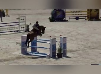 KWPN, Gelding, 16 years, 16 hh, Brown