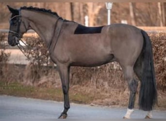 KWPN, Gelding, 16 years, 16,1 hh, Black