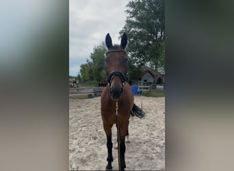 KWPN, Gelding, 16 years, 16,1 hh, Brown