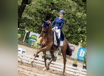 KWPN, Gelding, 16 years, 16,2 hh, Chestnut-Red