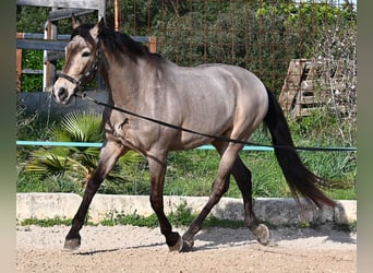KWPN Mix, Gelding, 16 years, 16,2 hh, Dun