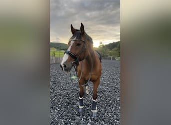 KWPN, Gelding, 16 years, 17.1 hh, Brown