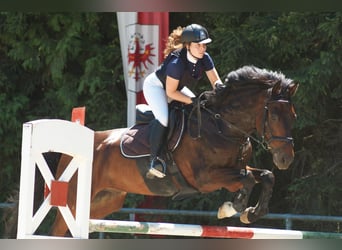 KWPN, Gelding, 16 years, 17 hh, Brown