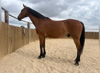 KWPN, Gelding, 16 years, 17 hh, Brown-Light