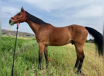 KWPN, Gelding, 16 years, 17 hh, Brown-Light