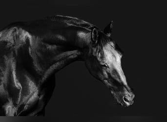 KWPN, Gelding, 16 years, 17 hh, Smoky-Black