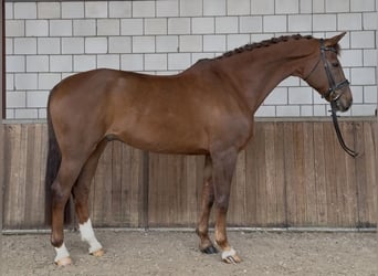 KWPN, Gelding, 17 years, 16.3 hh, Chestnut