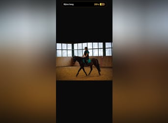 KWPN, Gelding, 17 years, 16 hh, Bay-Dark