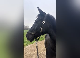 KWPN, Gelding, 17 years, 16,2 hh