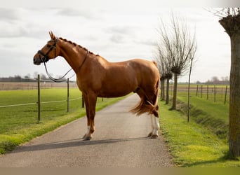 KWPN, Gelding, 17 years, 17 hh, Chestnut-Red